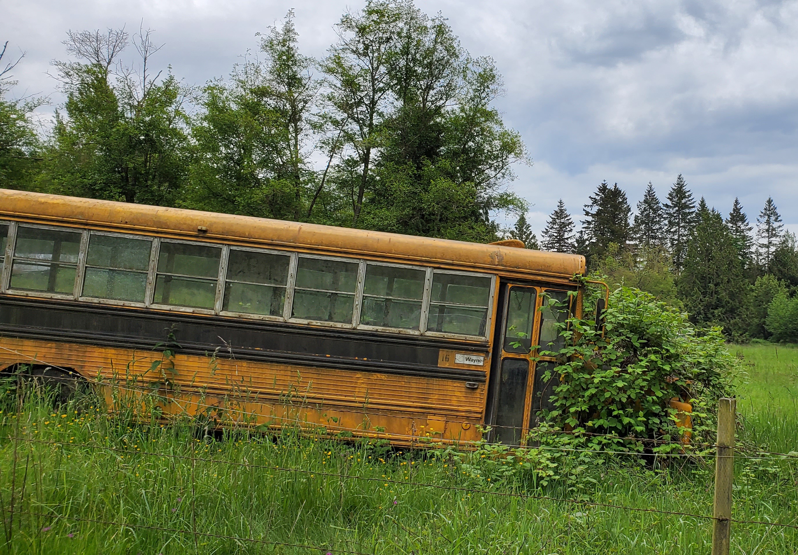 Aged, broken down school bus covered in moss and mildew, sitting in tall grass.