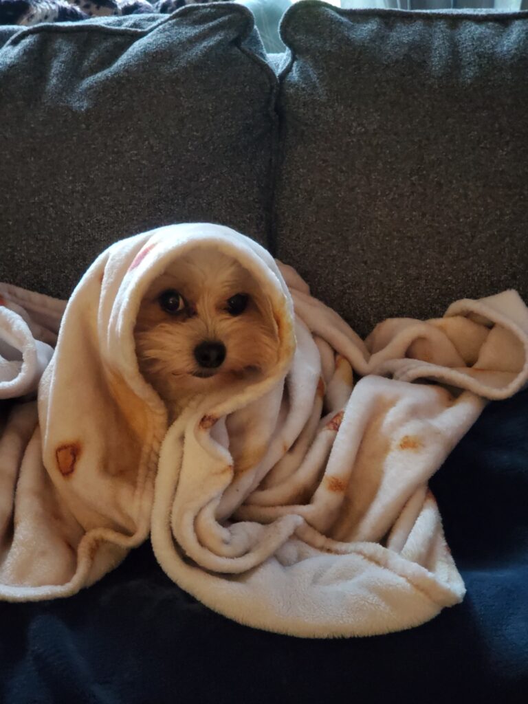 Fluffy shorkie dog wrapped in a burrito blanket.